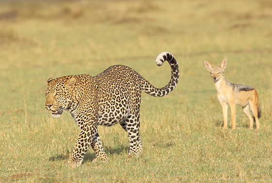ヒョウとジャッカル